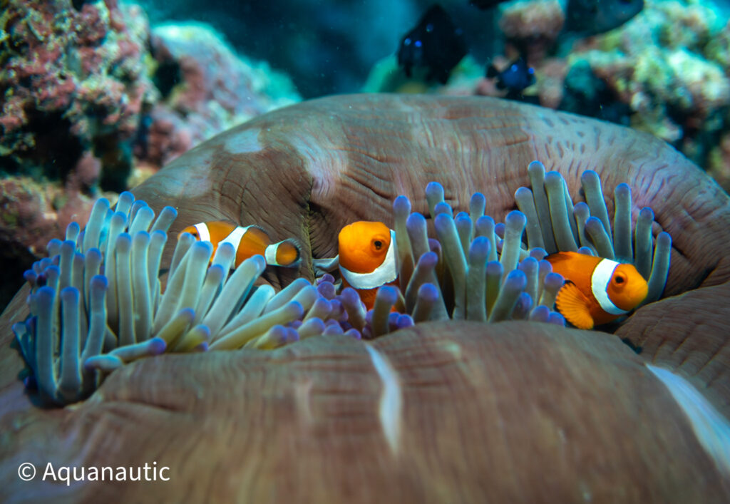 Filipiny,nurkowanie na filipinach - Aquanautic