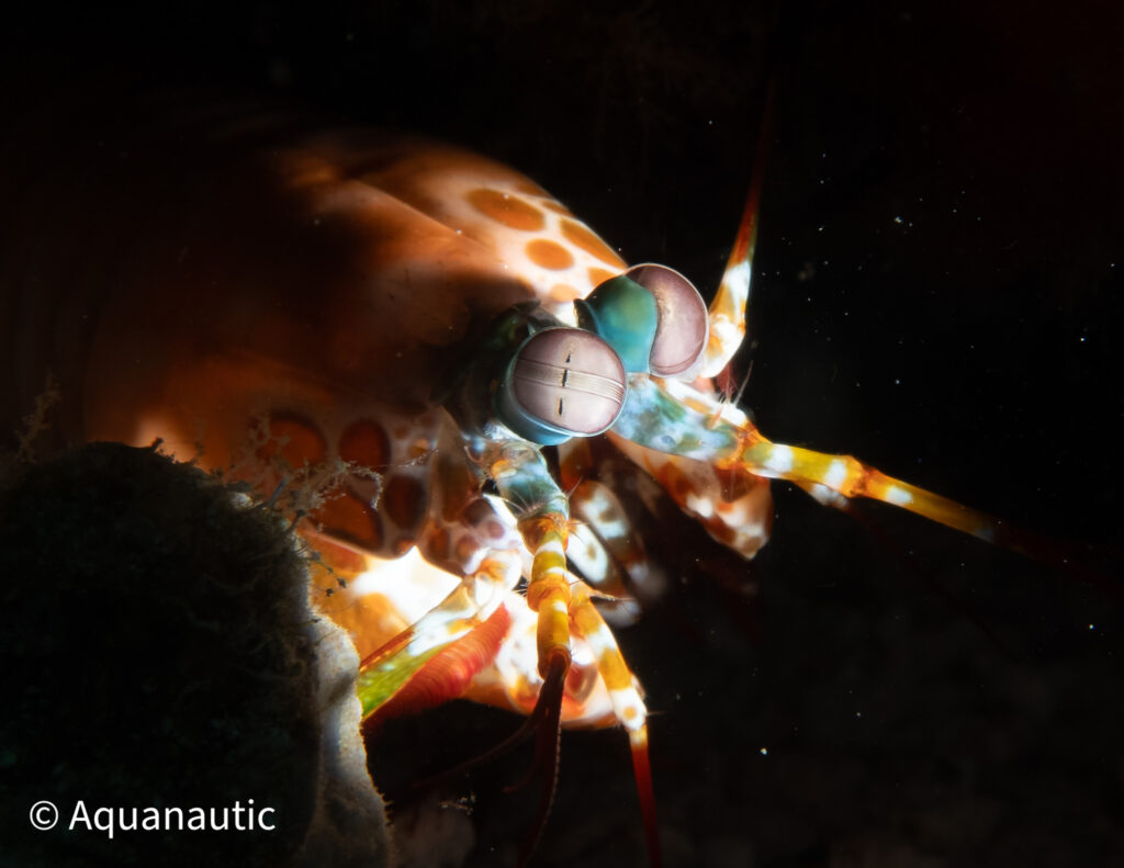 Filipiny,nurkowanie na filipinach - Aquanautic