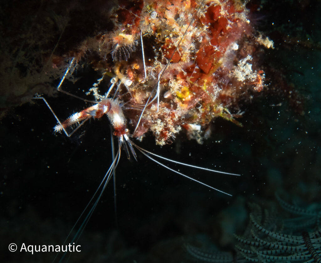 Filipiny,nurkowanie na filipinach - Aquanautic