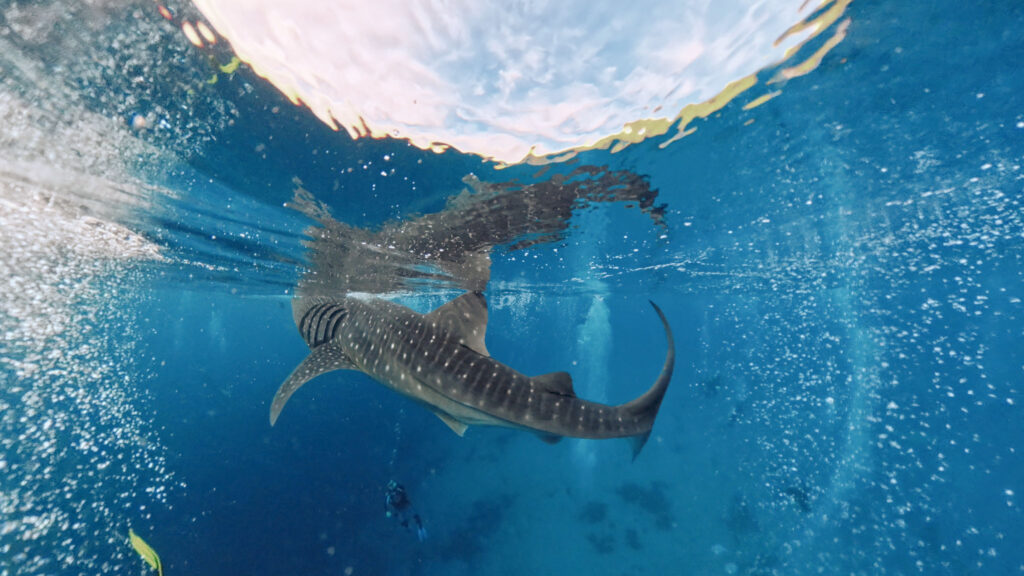 Filipiny,nurkowanie na filipinach - Aquanautic