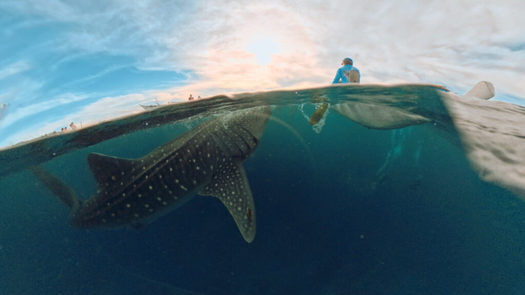 Filipiny,nurkowanie na filipinach - Aquanautic