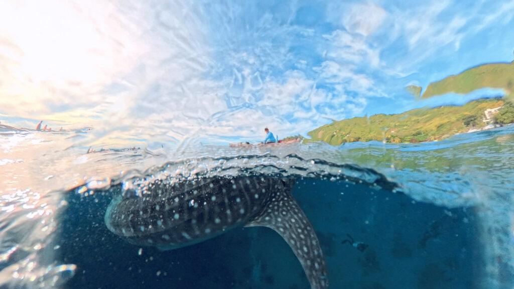 Filipiny,nurkowanie na filipinach - Aquanautic