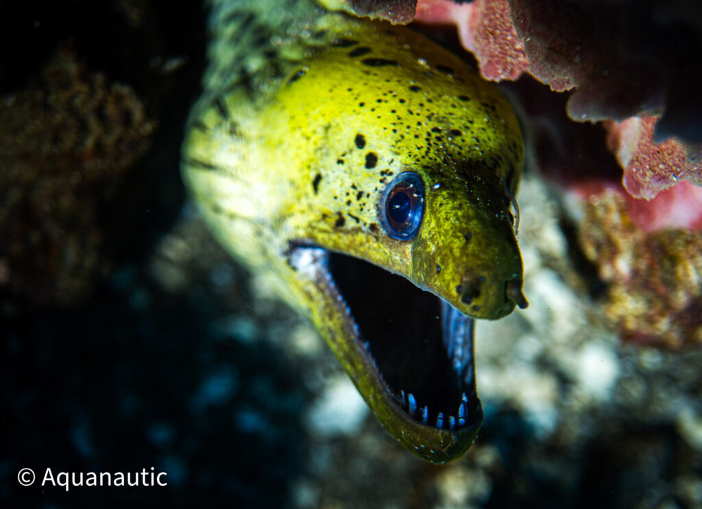 Filipiny,nurkowanie na filipinach - Aquanautic