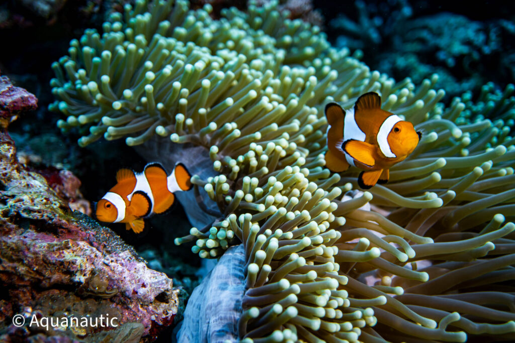 Filipiny,nurkowanie na filipinach - Aquanautic
