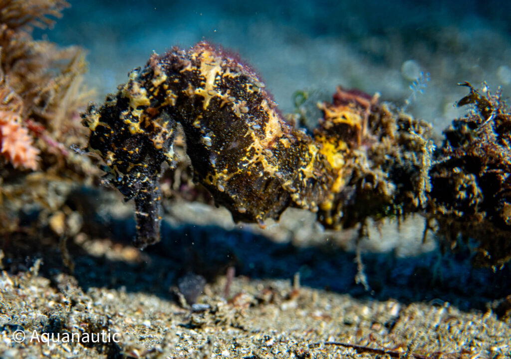 Filipiny,nurkowanie na filipinach - Aquanautic