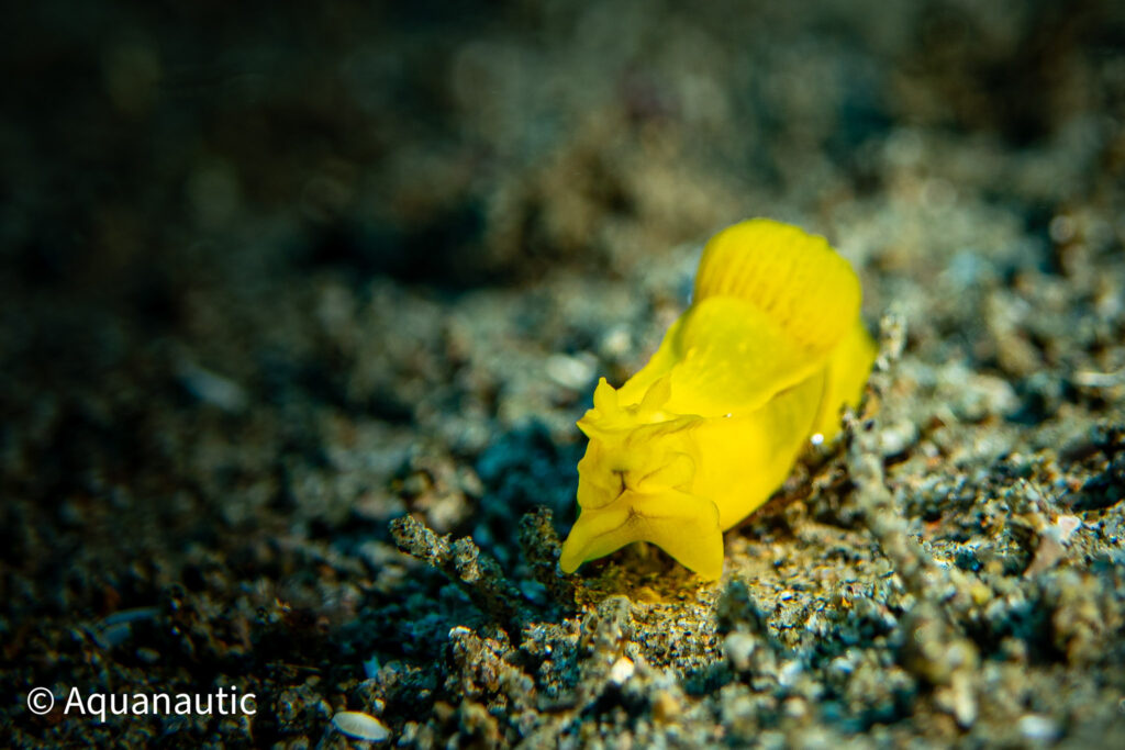 Filipiny,nurkowanie na filipinach - Aquanautic