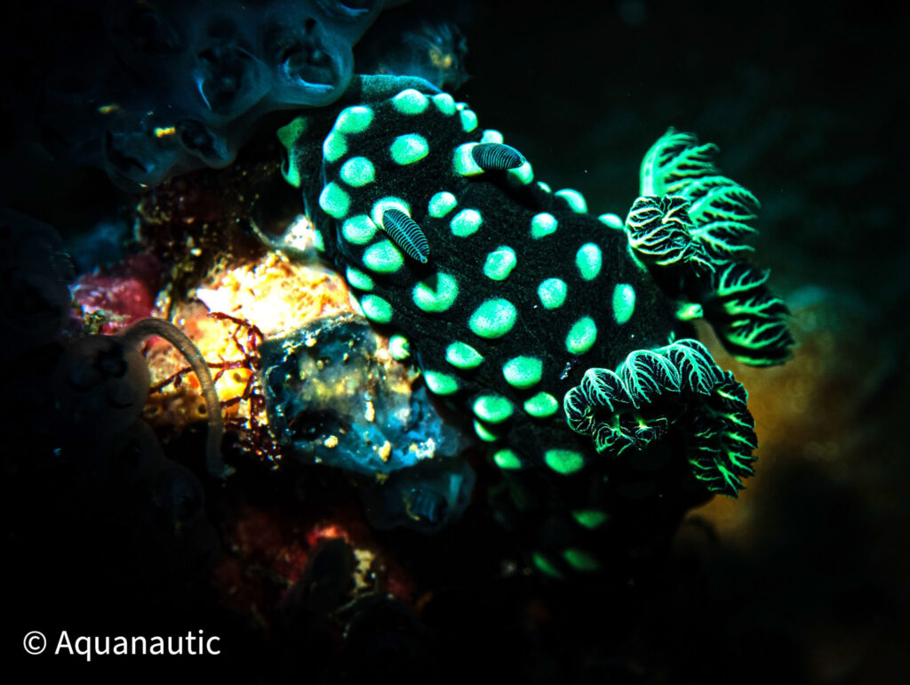 Filipiny,nurkowanie na filipinach - Aquanautic