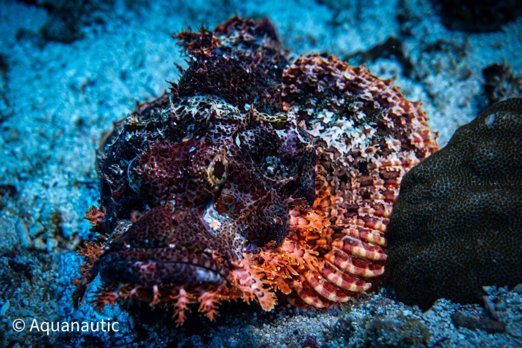 Filipiny,nurkowanie na filipinach - Aquanautic