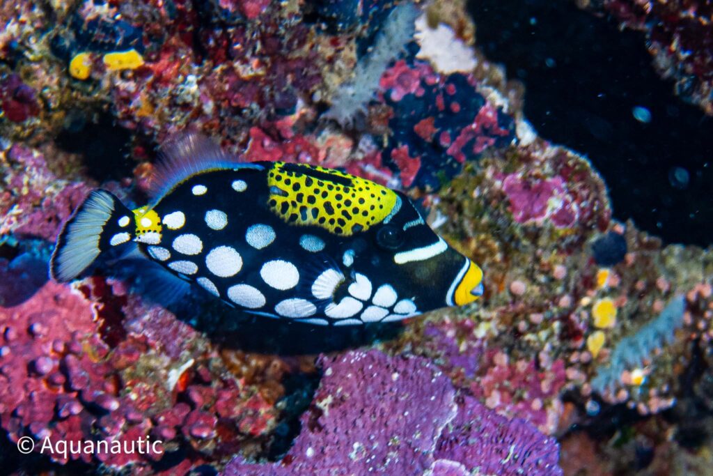 Filipiny,nurkowanie na filipinach - Aquanautic