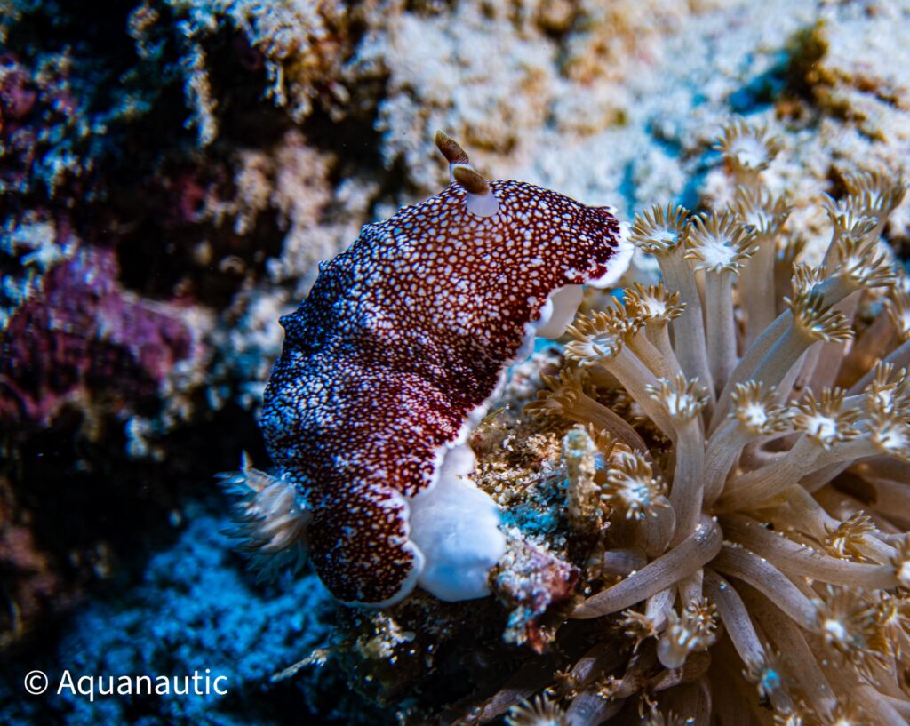 Filipiny,nurkowanie na filipinach - Aquanautic