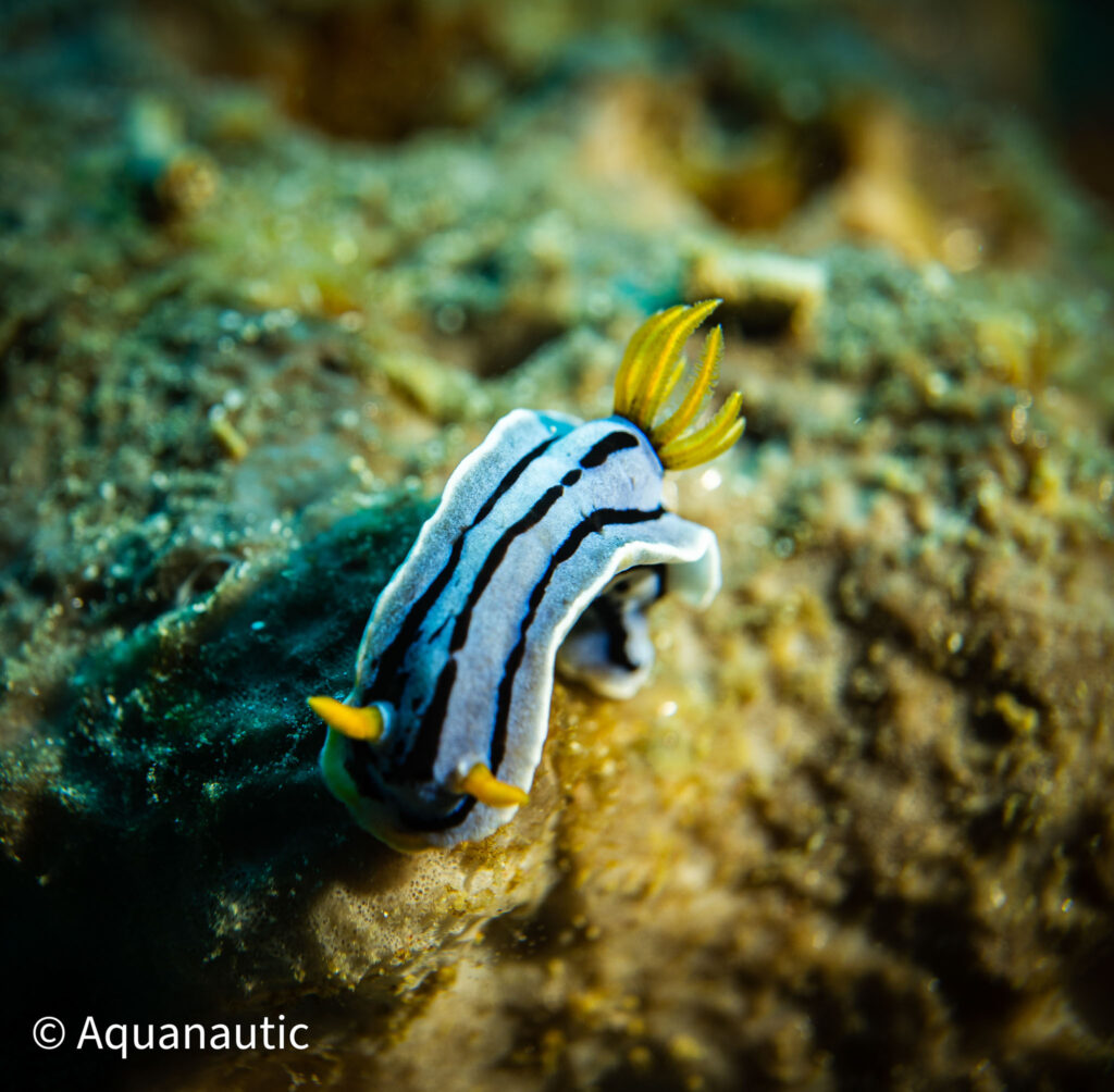 Filipiny,nurkowanie na filipinach - Aquanautic