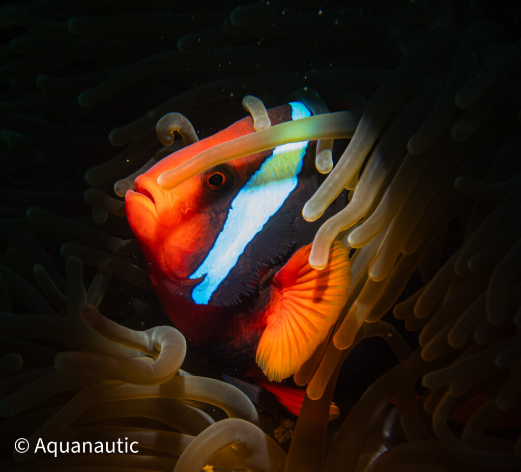 Filipiny,nurkowanie na filipinach - Aquanautic