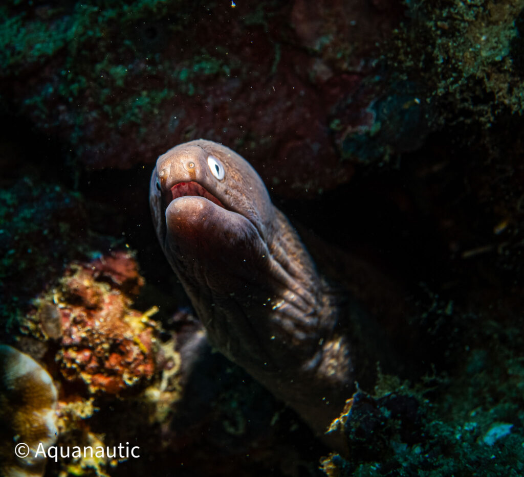 Filipiny,nurkowanie na filipinach - Aquanautic