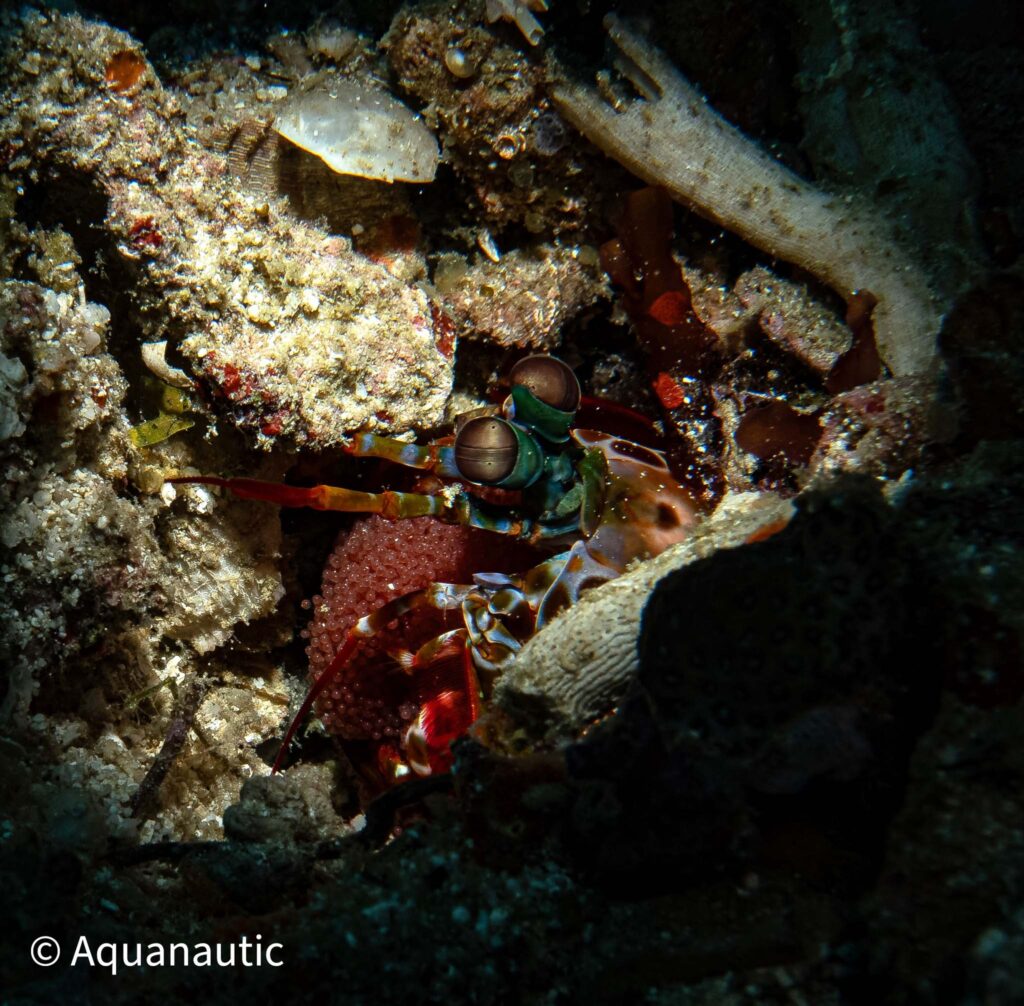Filipiny,nurkowanie na filipinach - Aquanautic