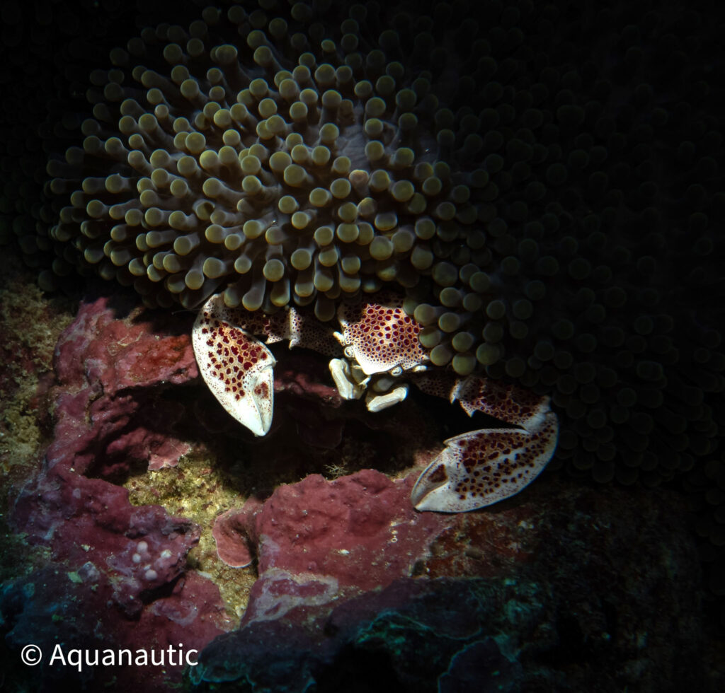 Filipiny,nurkowanie na filipinach - Aquanautic