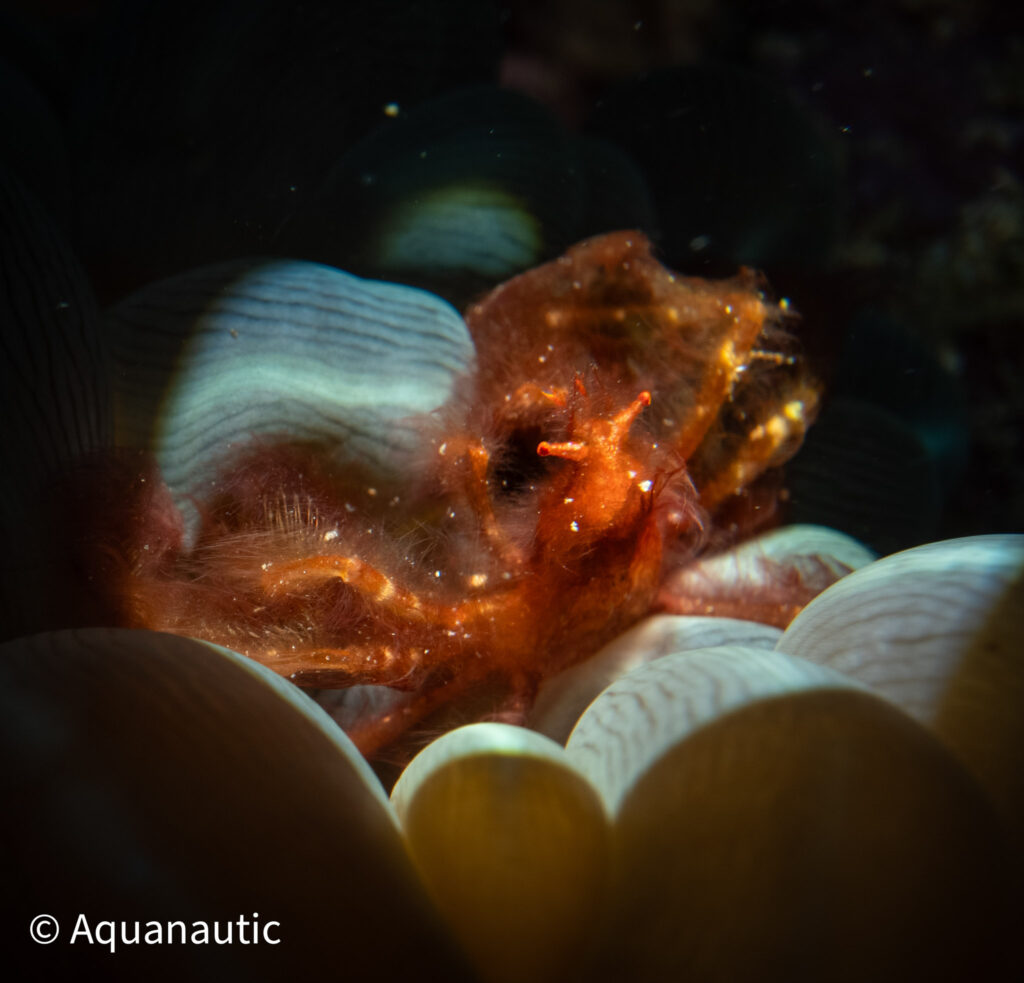 Filipiny,nurkowanie na filipinach - Aquanautic