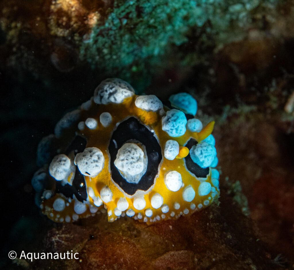 Filipiny,nurkowanie na filipinach - Aquanautic