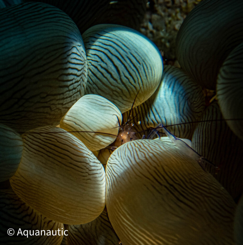 Filipiny,nurkowanie na filipinach - Aquanautic