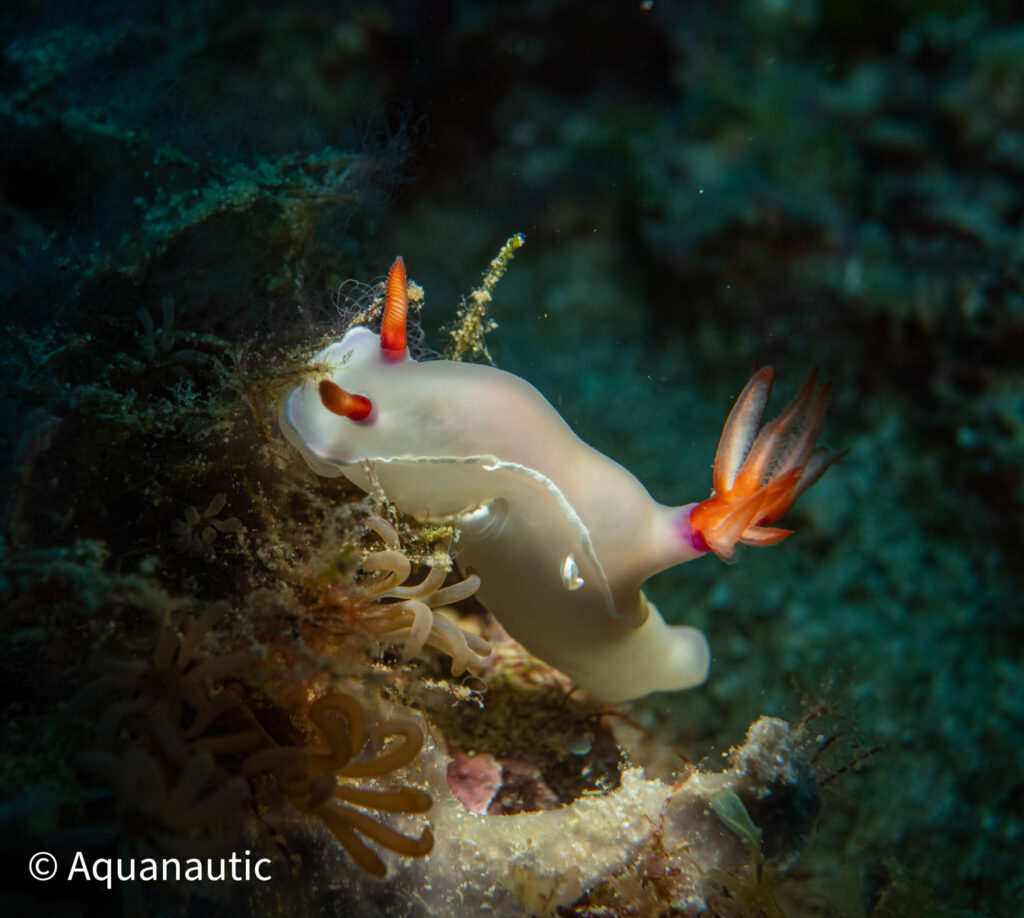 Filipiny,nurkowanie na filipinach - Aquanautic
