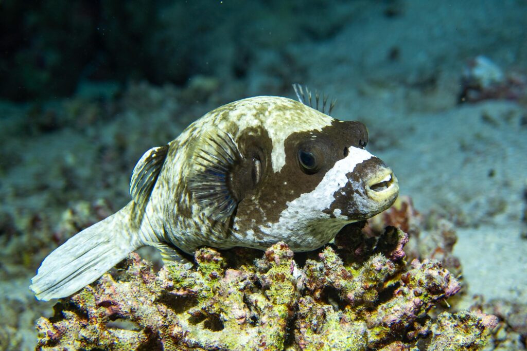Safari nurkowe,Dalekie południe - Aquanautic