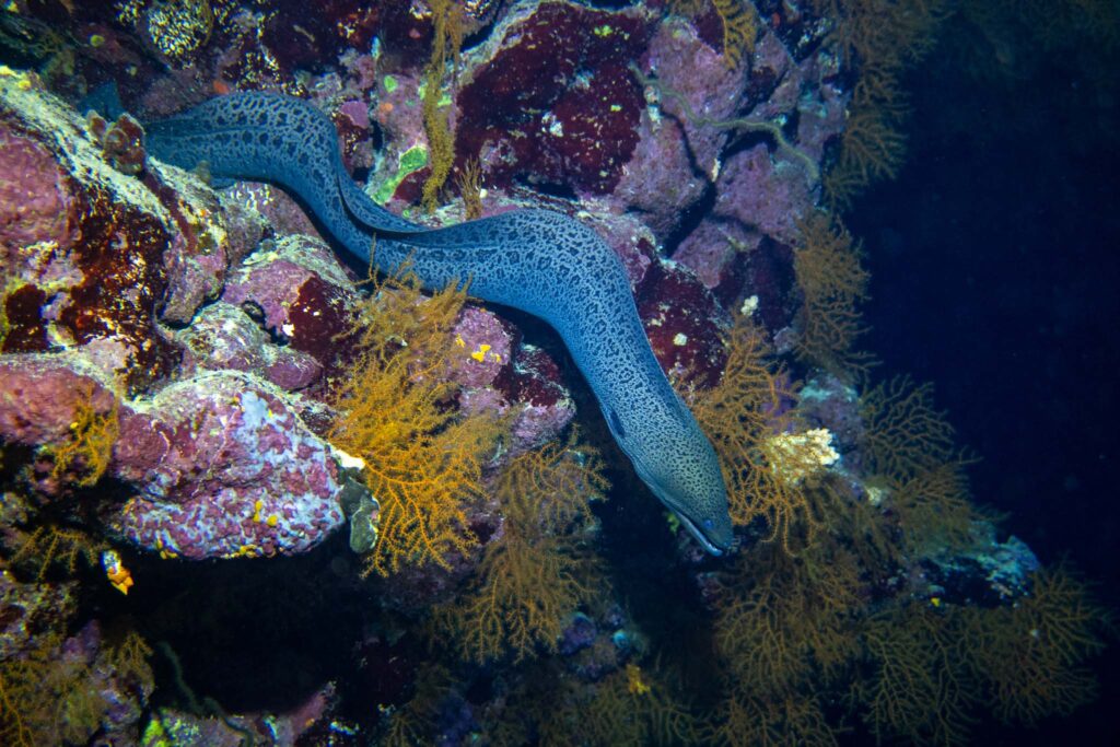 Safari nurkowe,Dalekie południe - Aquanautic