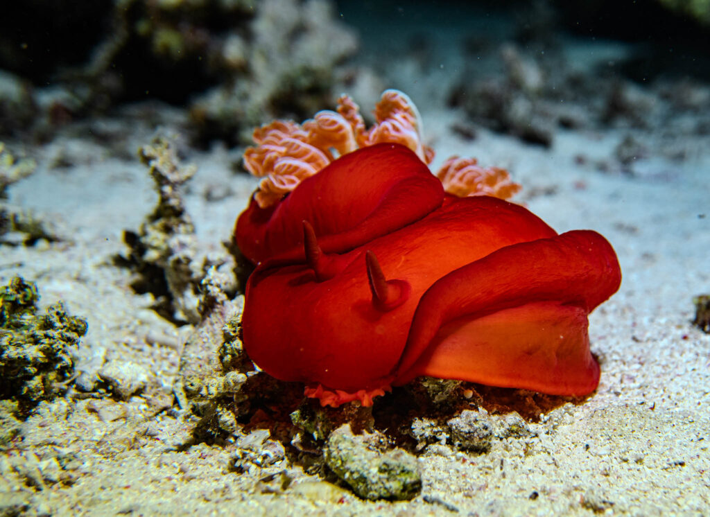 Safari nurkowe,Dalekie południe - Aquanautic