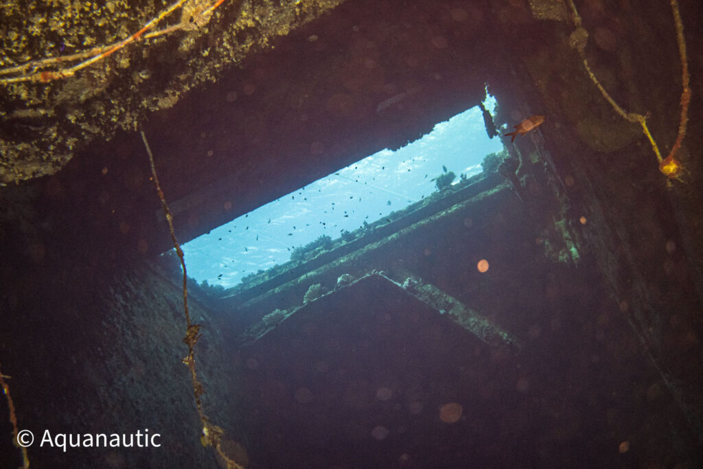 Safari nurkowe,Dalekie południe - Aquanautic
