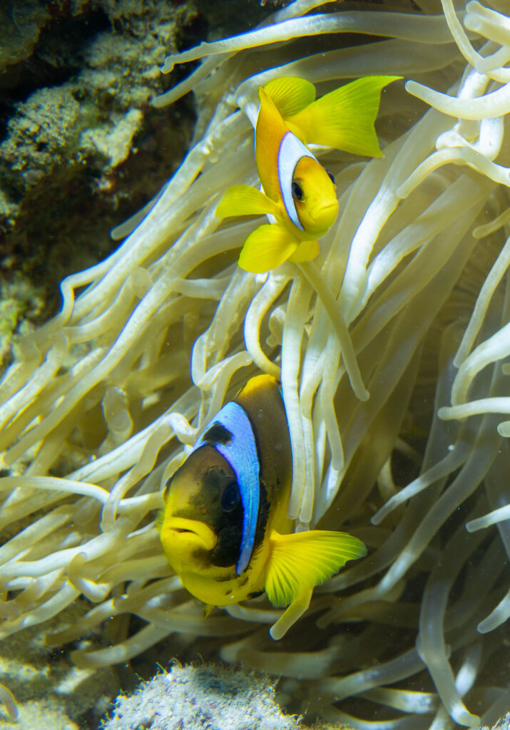 Safari nurkowe,Dalekie południe - Aquanautic