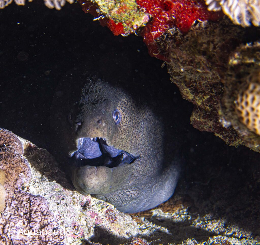 Safari nurkowe,Dalekie południe - Aquanautic