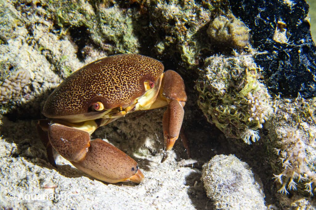 Safari nurkowe,Dalekie południe - Aquanautic