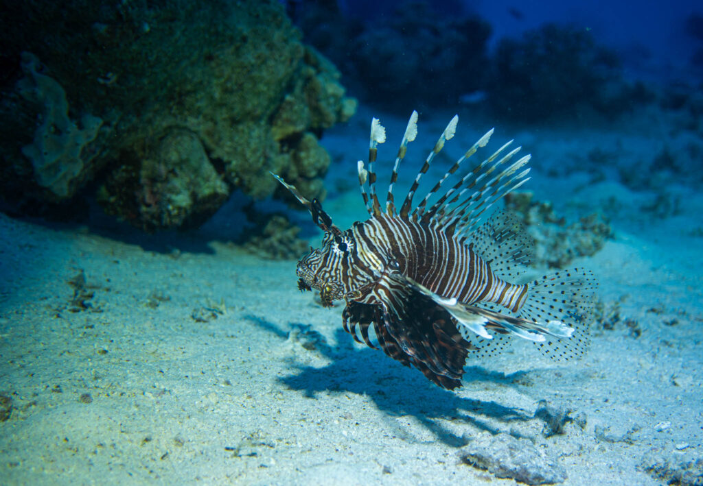 Safari nurkowe,Dalekie południe - Aquanautic